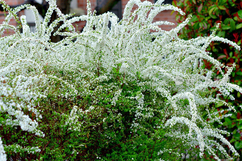 桑贝里绣线菊/桑贝里绣线菊